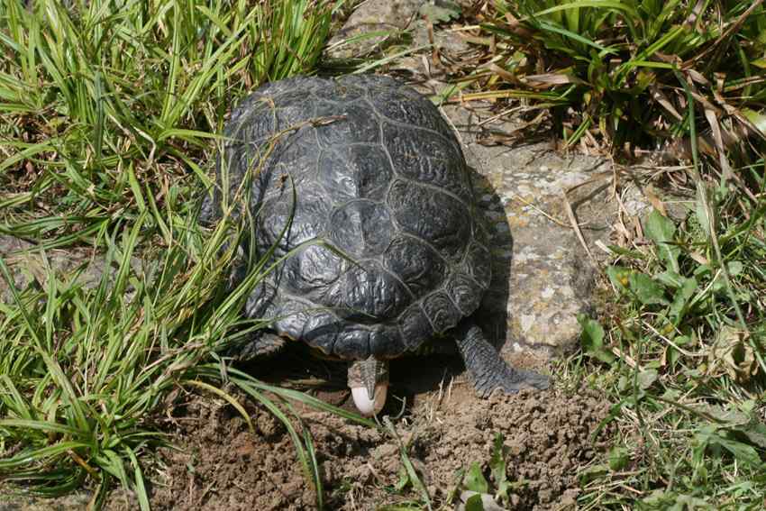 Roodwangschildpad (Trachemys scripta elegans) eiafzetting